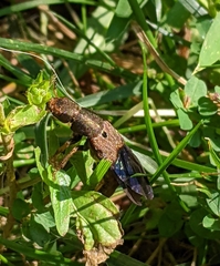 Platydracus maculosus