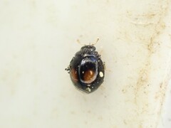 Serangium maculigerum