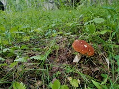 Leccinum versipelle