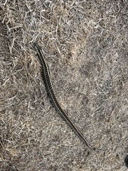 Thamnophis elegans terrestris