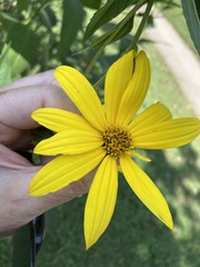 Helianthus tuberosus