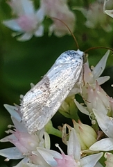Ponometia candefacta