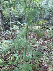 Larix laricina
