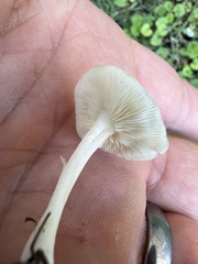 Lactocollybia