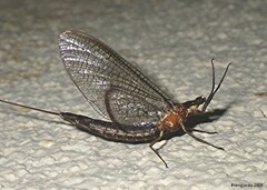 Hexagenia bilineata