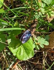 Platydracus maculosus