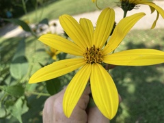 Helianthus tuberosus