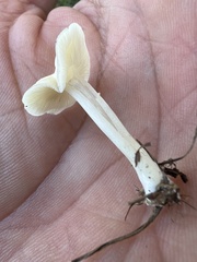 Lactocollybia