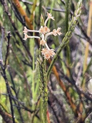 Struthiola ciliata