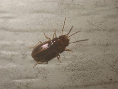Stenolophini