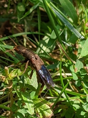 Platydracus maculosus