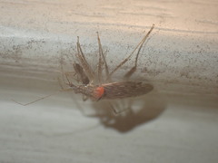 Trombidiformes