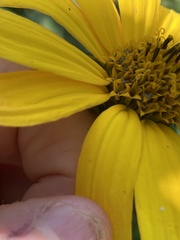 Helianthus tuberosus