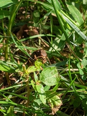 Platydracus maculosus