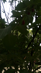 Cornus mas