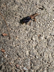 Platydracus maculosus