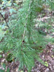 Larix laricina