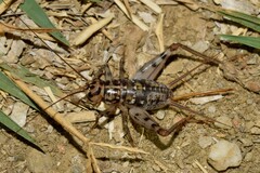 Gryllomorpha