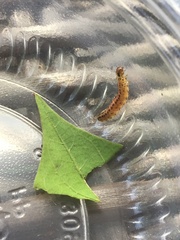 Diaphania