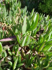 Carpobrotus edulis