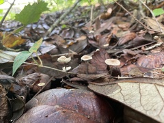 Marasmius capillaris