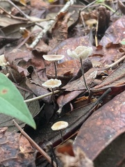 Marasmius capillaris