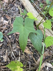 Ipomoea coccinea