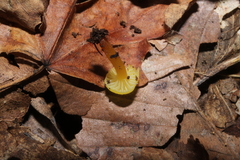 Hygrocybe parvula