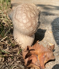 Lycoperdaceae
