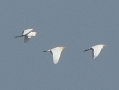 Ardea alba
