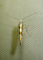 Argyresthia chalcochrysa