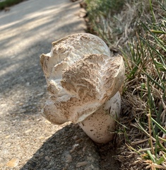 Lycoperdaceae