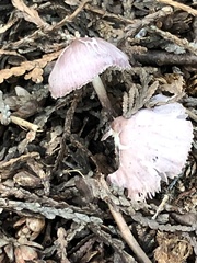 Mycena pura