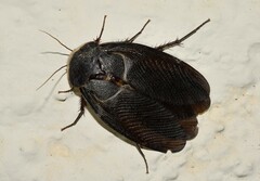Polyphaga aegyptiaca