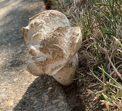 Lycoperdaceae