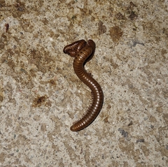 Pachyiulus cattarensis