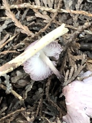 Mycena pura