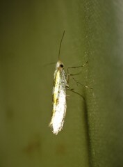 Argyresthia chalcochrysa