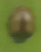 Diomus tucumanus