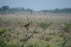 Pseudoleistes guirahuro