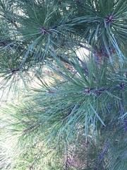 Pinus ponderosa