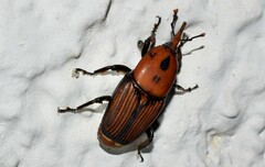 Rhynchophorus ferrugineus