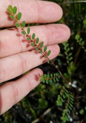 Phyllanthus caroliniensis