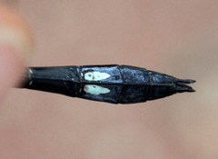 Brechmorhoga pertinax