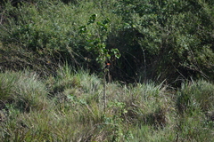 Amblyramphus holosericeus