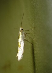 Argyresthia chalcochrysa