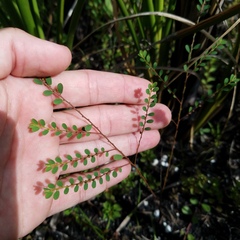 Phyllanthus caroliniensis