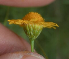 Thymophylla tenuiloba