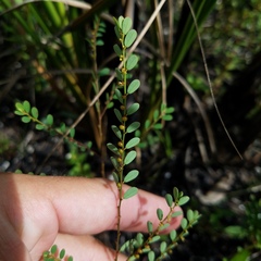 Phyllanthus caroliniensis