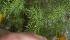 Thymophylla tenuiloba